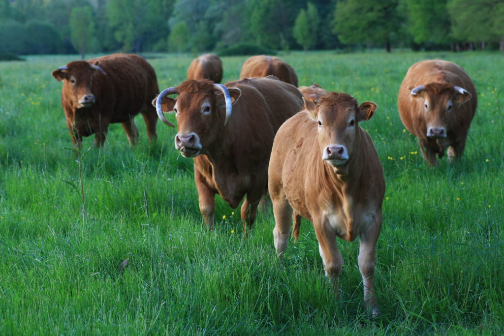 Argument climatique pour actionner les leviers agricoles et alimentaires dans la transition écologique